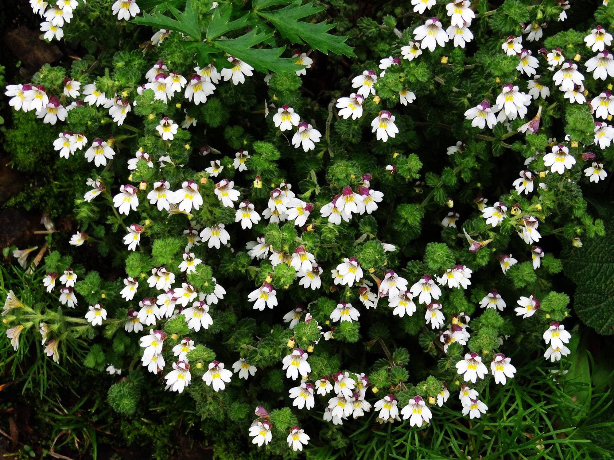 小米草1